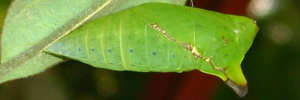 Pupae